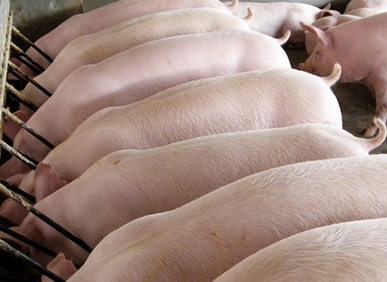 猪肉价格上涨，益生元保障健康！
