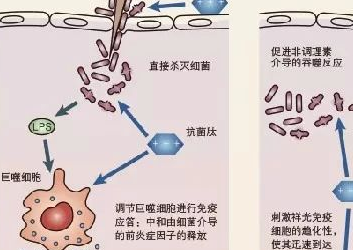 抗菌肽-未来养殖业抗生素的替代品
