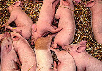 微生态制剂在猪各个阶段的应用